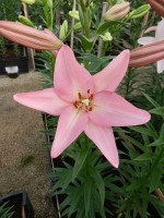 [4102 Sugar Diamond DJ No02.JPG]